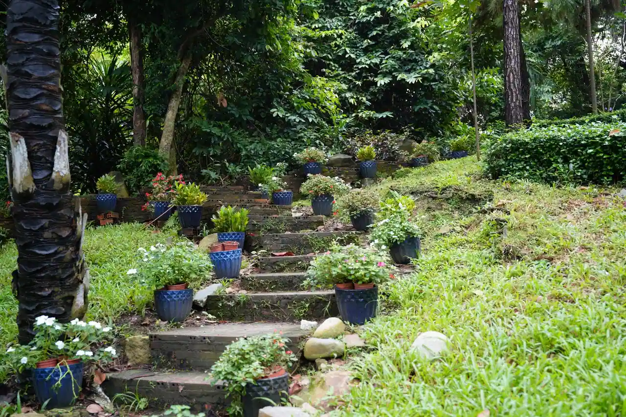 Jardin en pente aménagé avec un escalier bordé de plantes en pot et de massifs