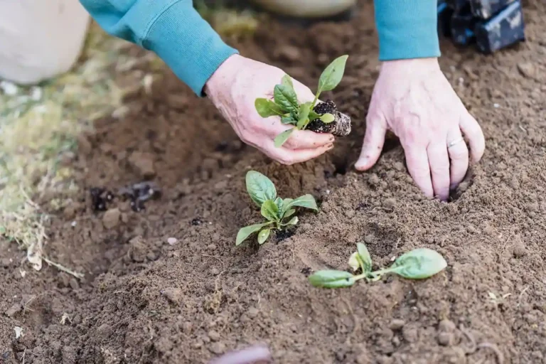 Calendrier de plantation des fruits et légumes : les bonnes périodes, région par région