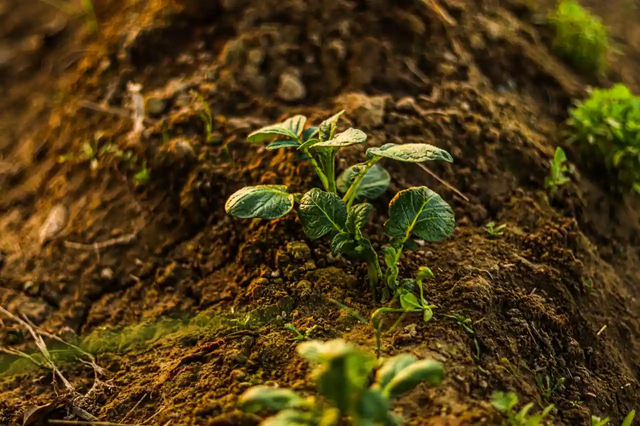 Jeune plant de pomme de terre levant dans la terre meuble d'un potager