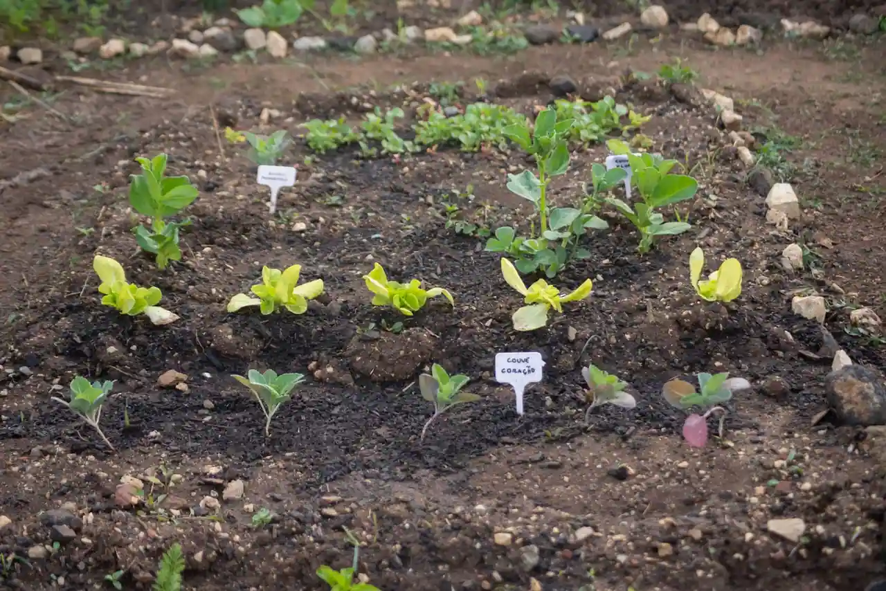 Jeunes plants de salades et de légumes repiqués dans la terre travaillée d'un potager, avec étiquettes