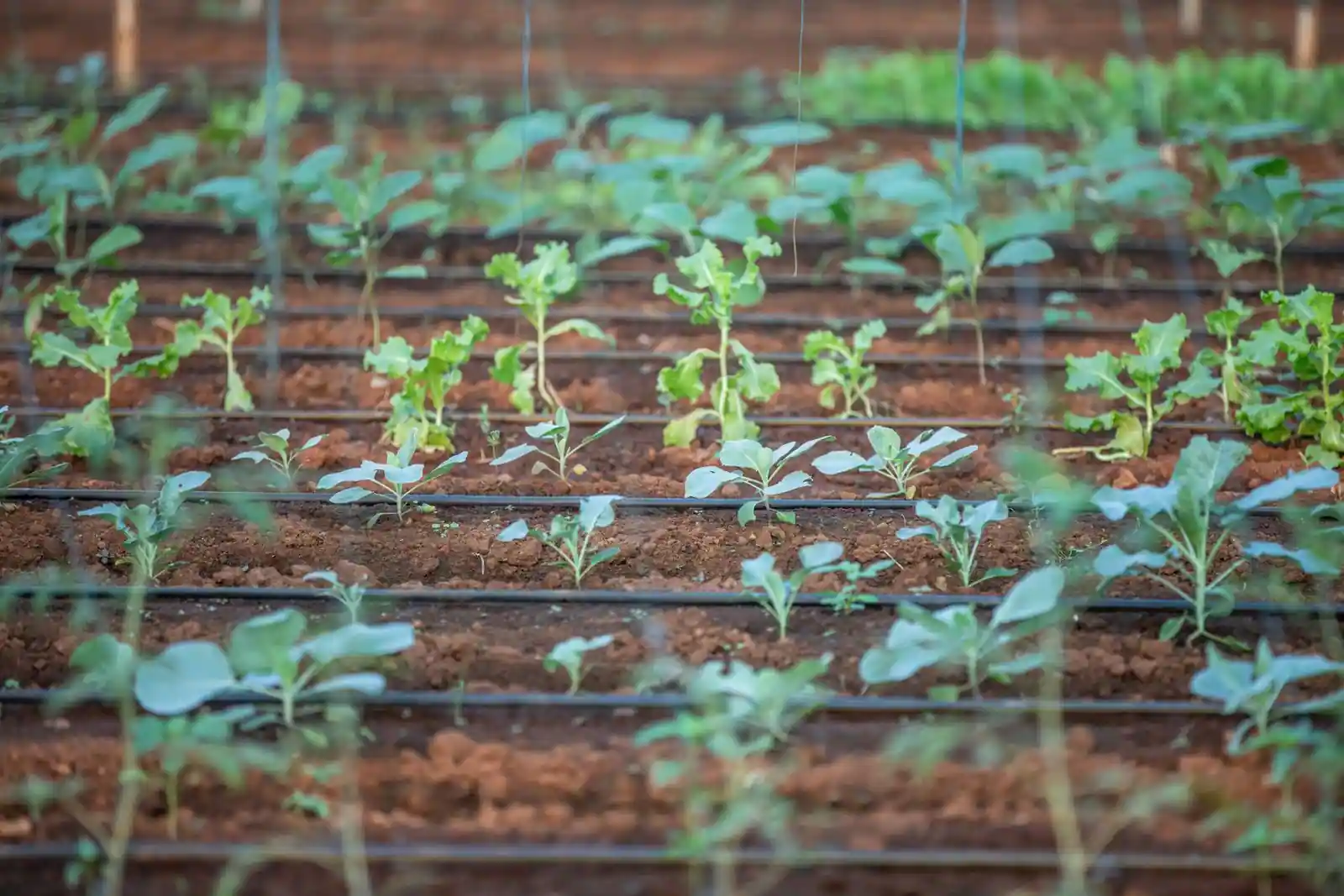 Rangs de jeunes plants de légumes cultivés en pleine terre