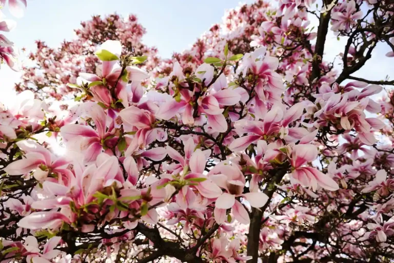 Jardin des Plantes de Nantes : que voir et quand y aller