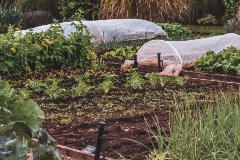 Légumes du potager : la liste pour choisir quoi planter