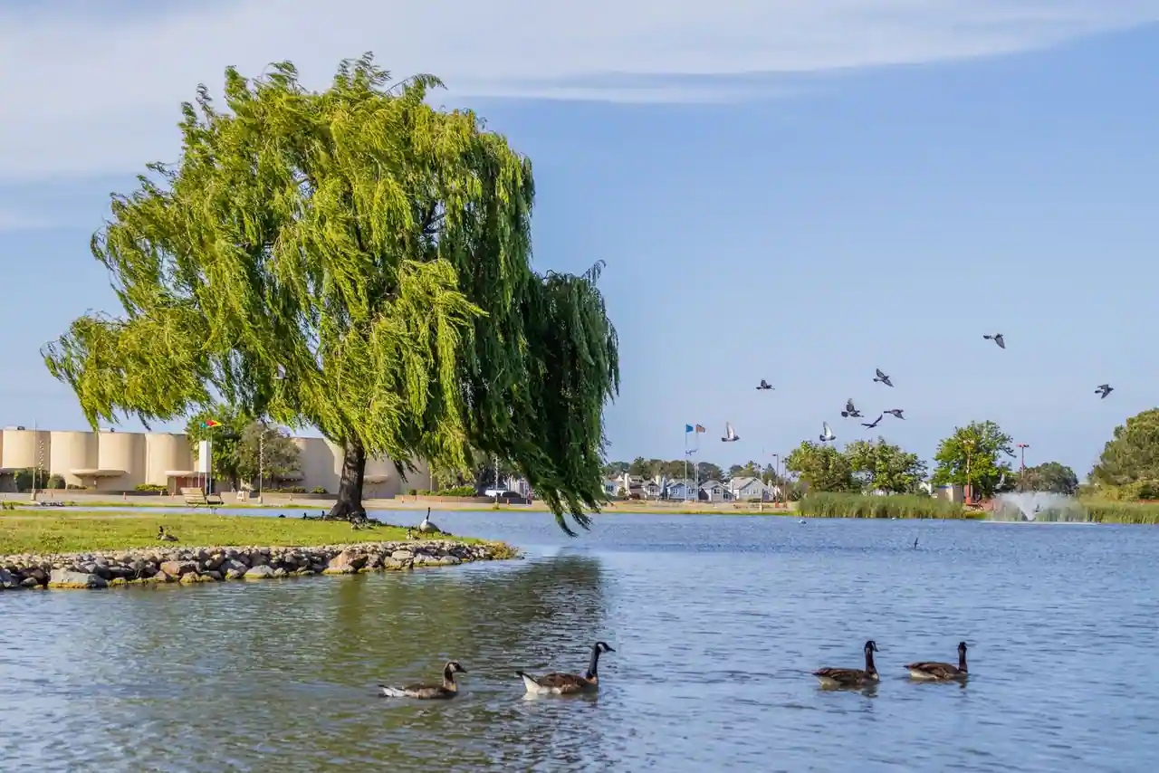 Oies nageant sur un plan d'eau bordé d'arbres dans un grand parc paysager urbain