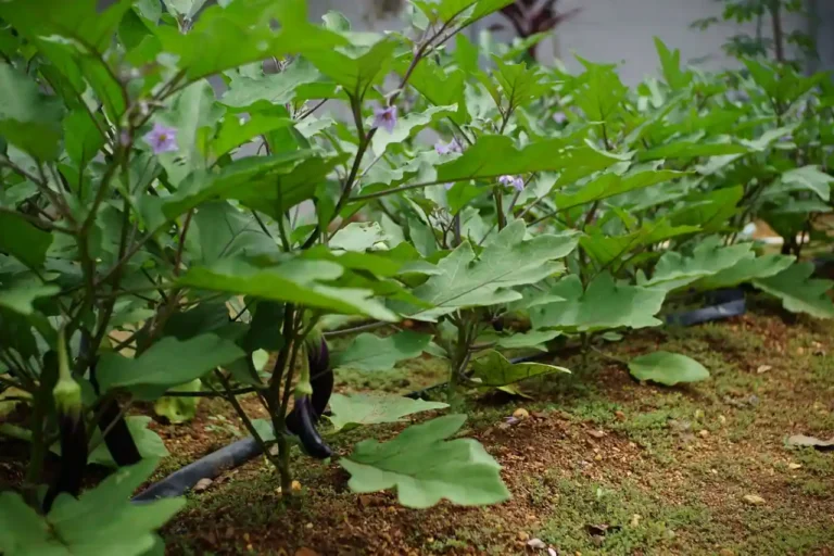 Plan de potager pour débuter : la méthode pas à pas