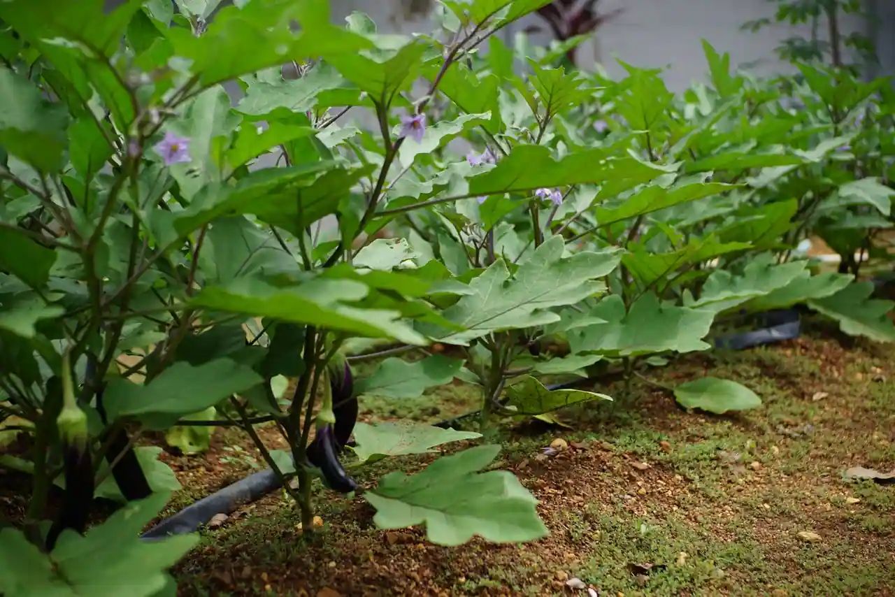 Plants d’aubergines en fleurs et en fruits poussant en pleine terre dans un potager.