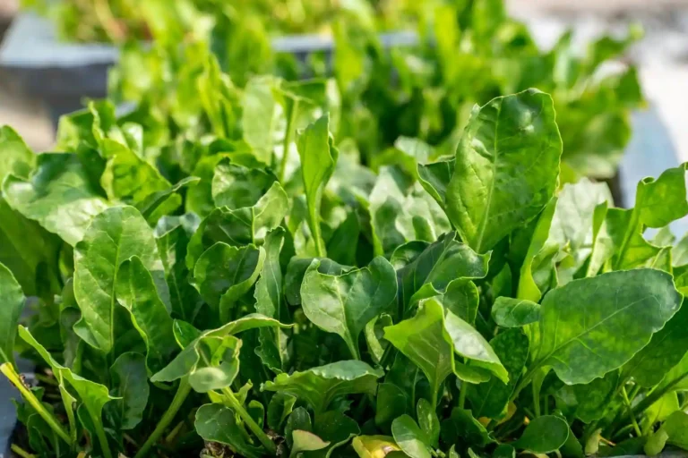 Plante potagère verte en 8 lettres : les bonnes réponses
