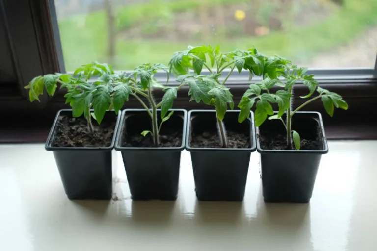 Calendrier de plantation des tomates : le compte à rebours