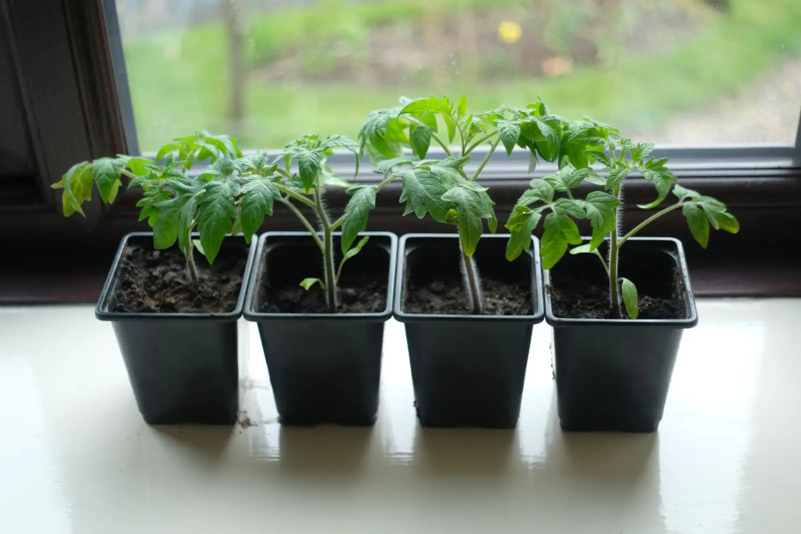 Quatre jeunes plants de tomates en godets noirs alignés sur un rebord de fenêtre, avant la plantation