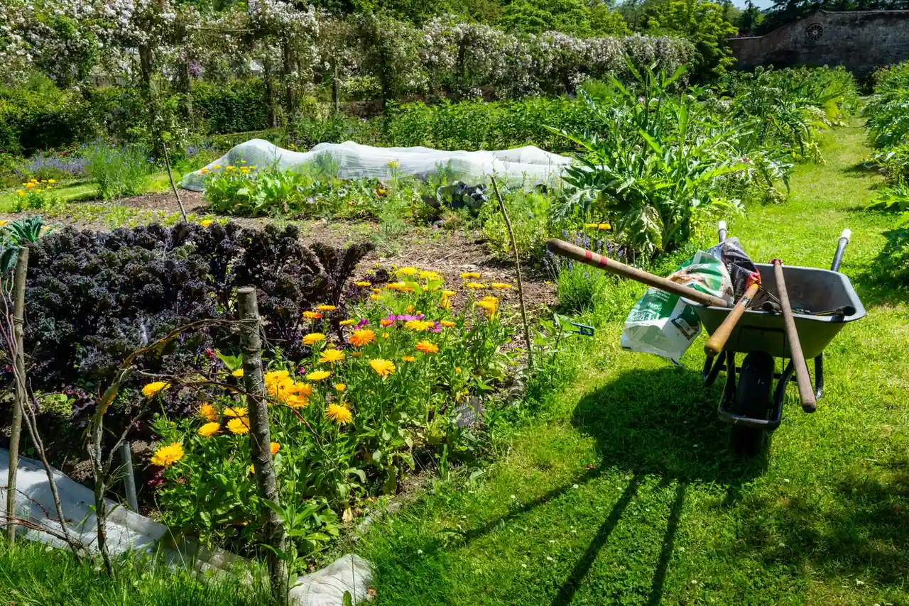 Potager en planches avec choux et fleurs, voile de protection sur un rang, brouette et outils dans l'allée.