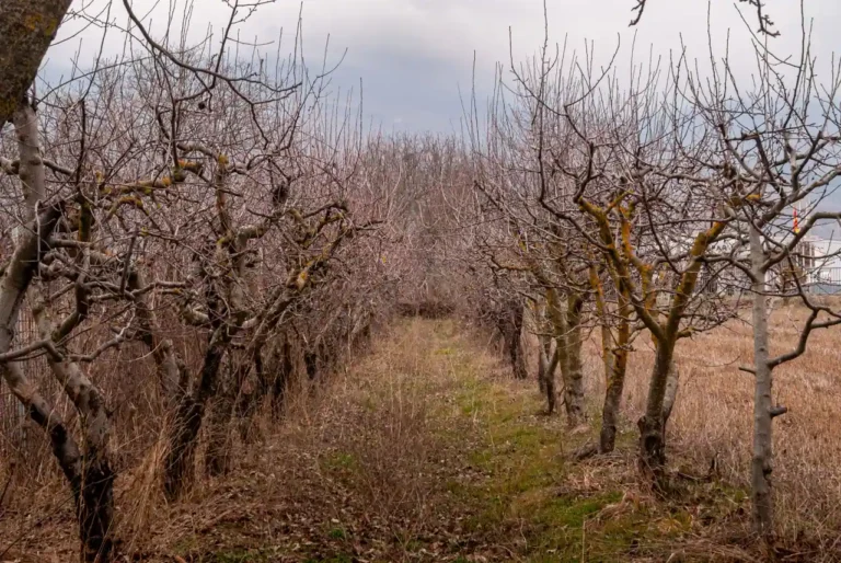 Calendrier de plantation d&rsquo;un arbre fruitier : la fenêtre