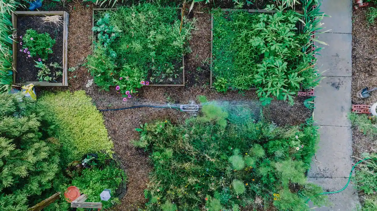 Vue de dessus d'un potager où des planches surélevées voisines sont diversement occupées, l'une presque nue.